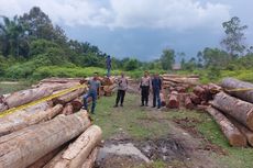 Ditemukan 215 Tual Kayu Pembalakan Liar, Disembunyikan di Hutan Kampar