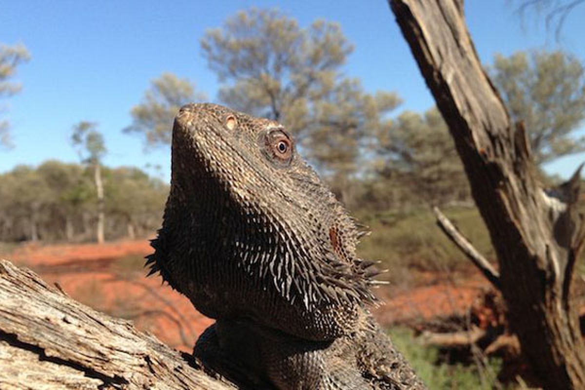 Janin dalam telur kadal bearded dragon bisa mengganti kelamin dari jantan menjadi betina pada suhu 32 derajat Celsius lebih.