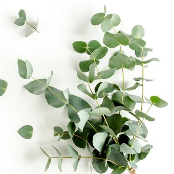 Ilustrasi daun Eucalyptus, eukaliptus yang mampu memberikan kesegaran di dalam ruangan.