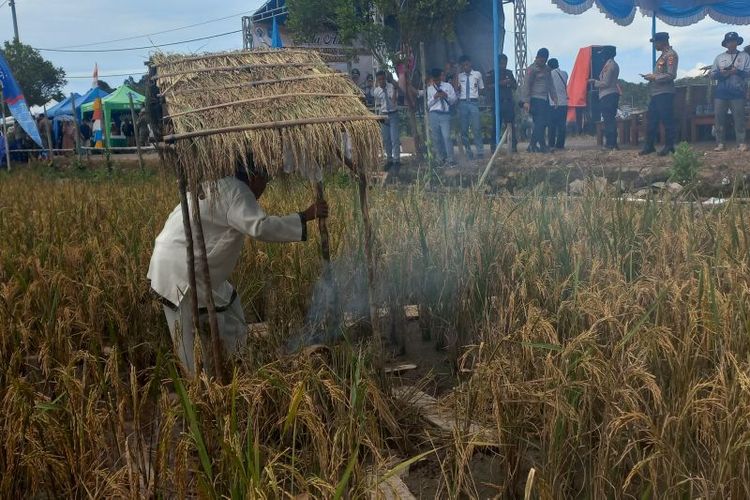 Petani sawah Desa Namang menggelar ritual adat Murok Jerami, Senin (29/4/2024)  