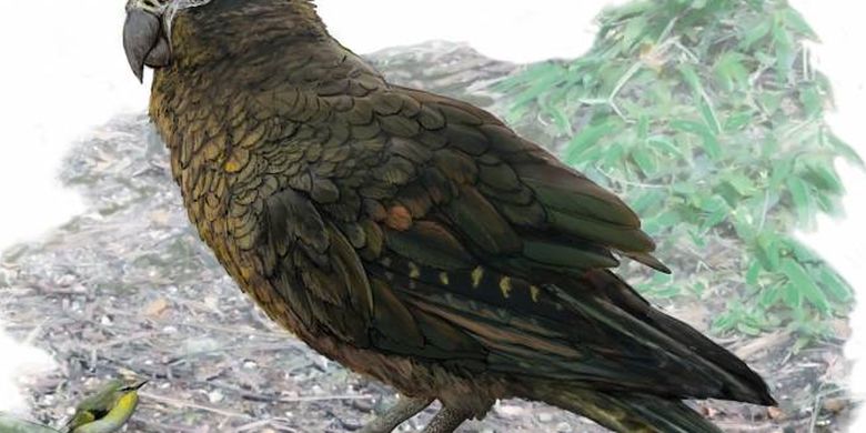 66 Koleksi Gambar Burung Betet Gratis