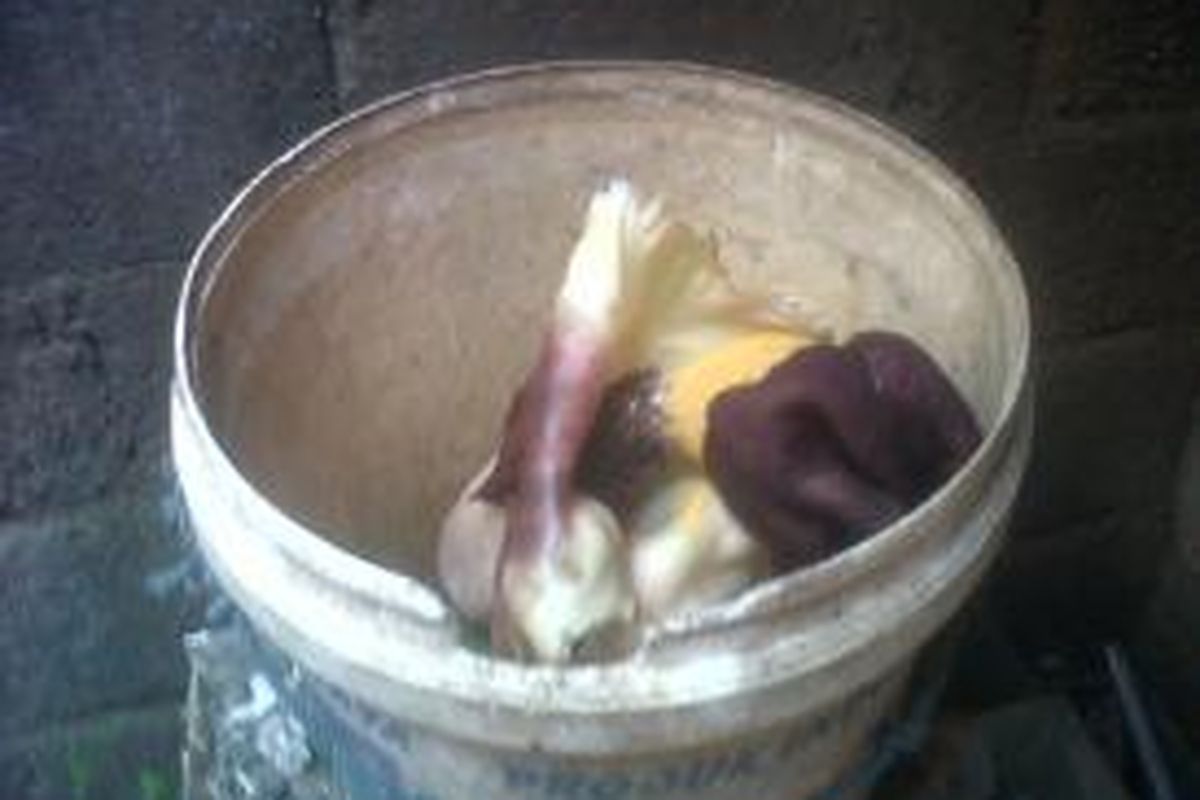 Bunga bangkai ini kagetkan warga Sukapura.