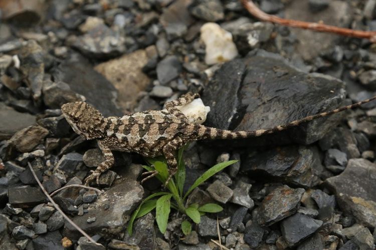 Diploderma bifluviale, kadal berlidah emas