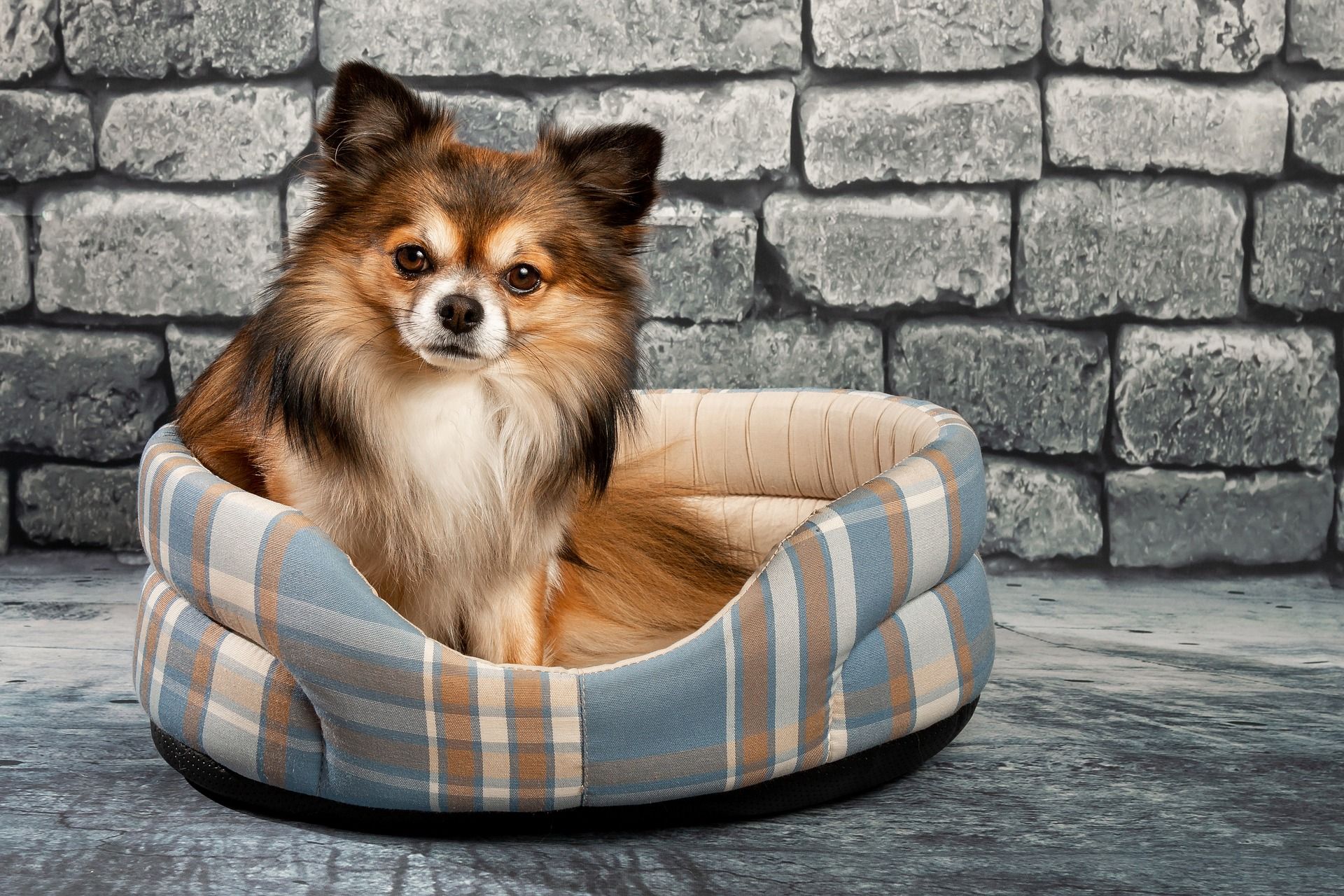 7 Ras Anjing yang Suka Bermalas-malasan, Ada Shih Tzu dan Chihuahua