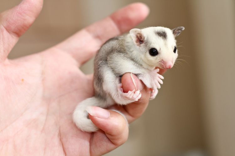 Ilustrasi sugar glider.