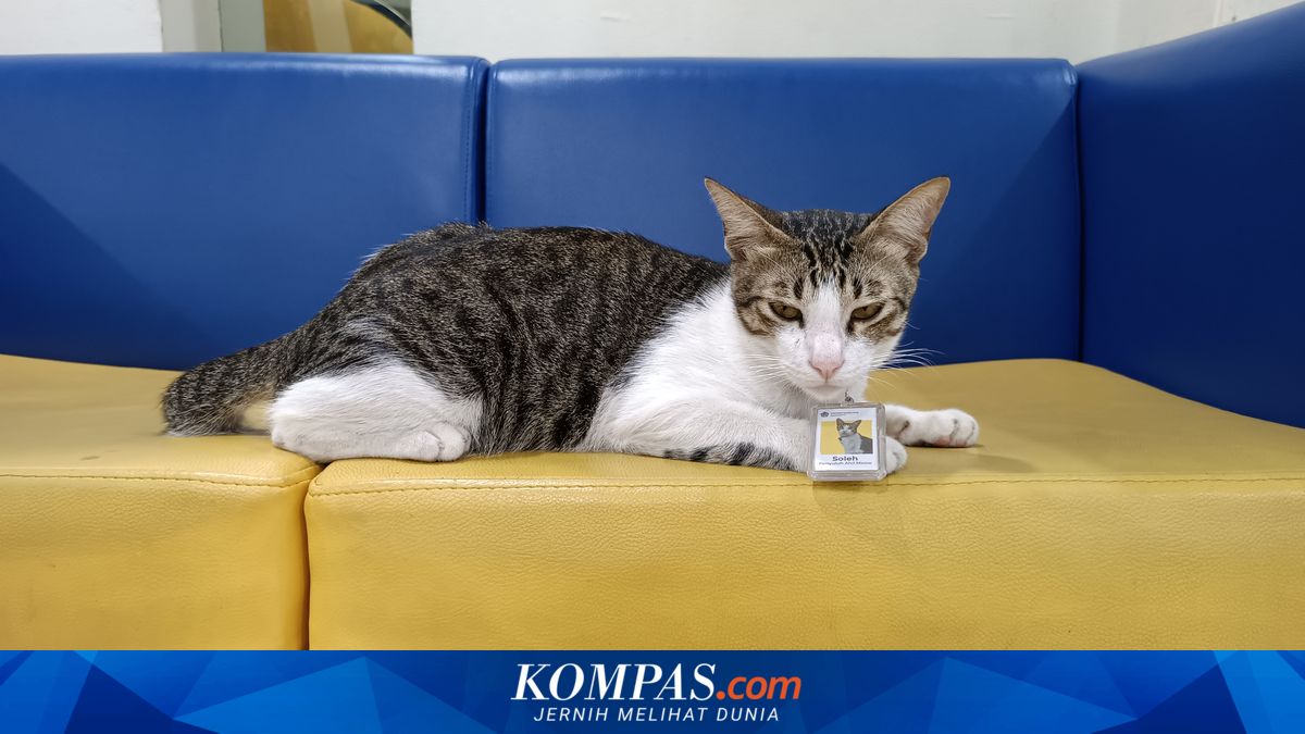 4 Kucing yang 