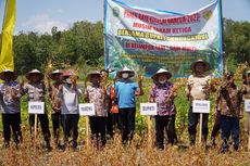 Kedelai Diminati Perusahaan, Petani di Gunungkidul Masih Enggan Menanam, Ini Alasannya