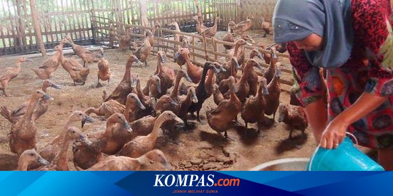 Peternak Itik Diimbau Taburi Kapur
