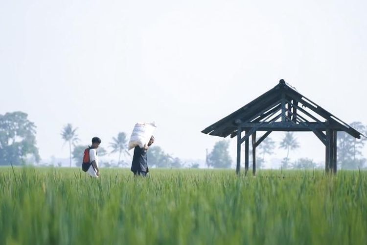 Kerja keras petani Jawa Timur di sawah yang subur, didukung dengan tambahan pupuk subsidi, membawa harapan akan kesejahteraan dan swasembada pangan