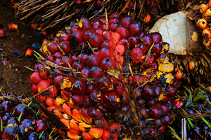 Diambil Alih Posco Group, Ini Kata Sampoerna Agro (SGRO)