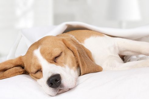 Penyebab Anjing Tidur Terlalu Banyak dan Cara Mengatasinya