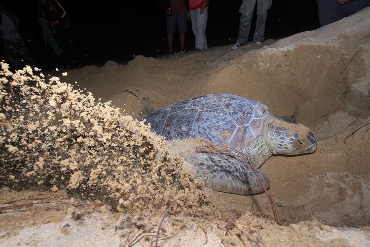 Penyu merupakan atraksi utama di pesisir pantai pada malam hari