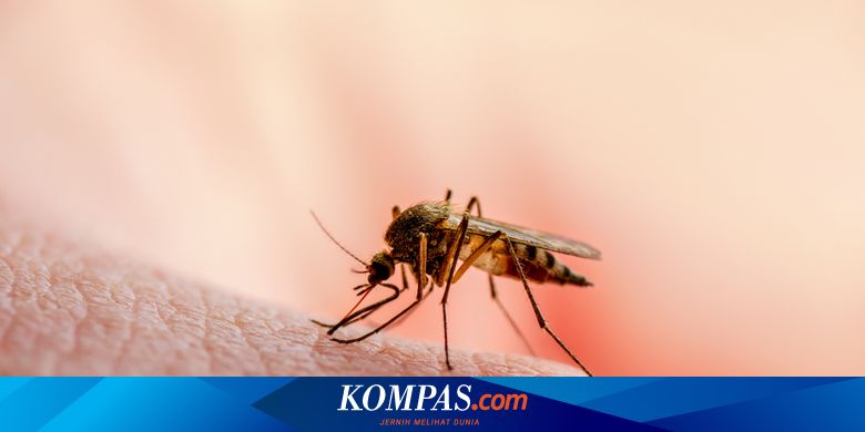 Nyamuk Lebih Suka Golongan Darah O, Benarkah?