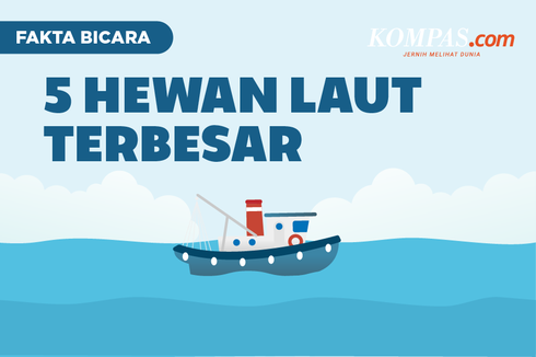 INFOGRAFIK: 5 Hewan Laut Terbesar