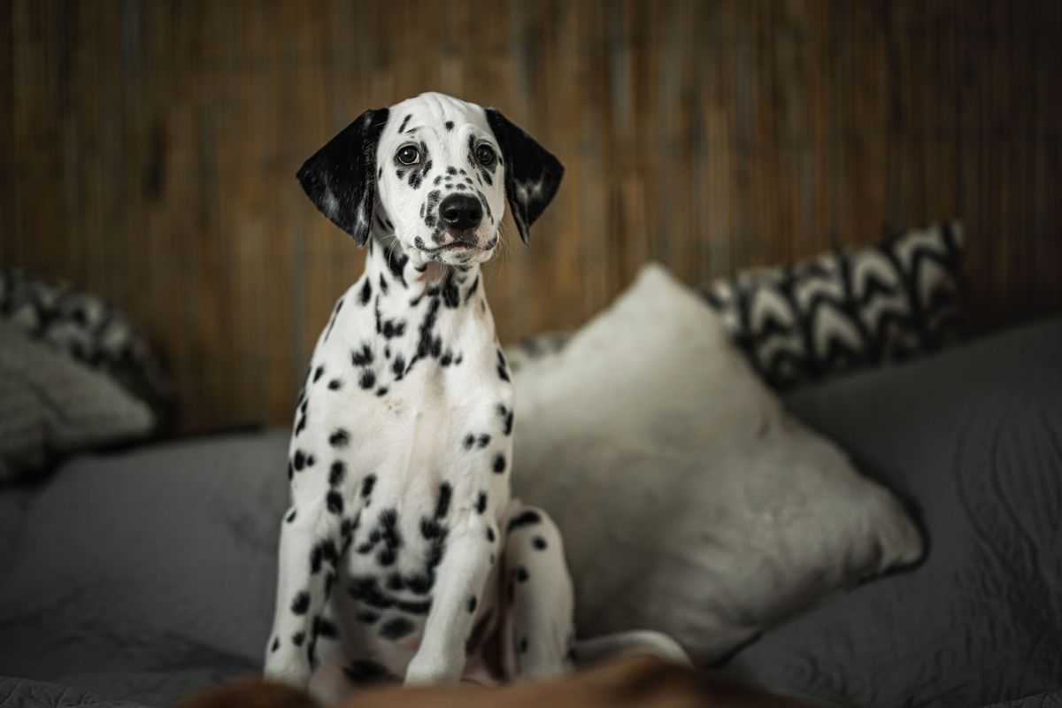 Ilustrasi anjing Dalmatian.