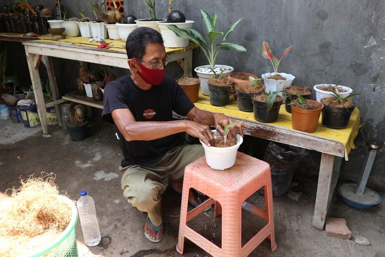Agus Winarno memanfaatkan sabut kelapa media tanam. Di rumahnya, di Desa Kedungturi, Kecamatan Gudo, Jombang, Jawa Timur, bapak 1 anak itu juga membuat cocopeat dan cocofiber sebagai media tanam.