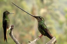 Unik, Burung Kolibri Paruh Pedang Miliki Paruh yang Lebih Panjang dari Tubuhnya