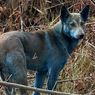 Anjing-Anjing Menjadi Biru di Zona Chernobyl, Apa yang Terjadi?
