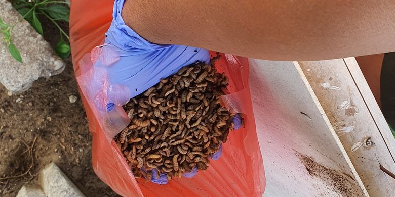 Maggot yang dihasilkan oleh Komunitas Gambira Mukti dari sampah organik di Padukuhan Priyan, Trirenggo, Bantul, Kabupaten Bantul. Kamis (27/6/2024)