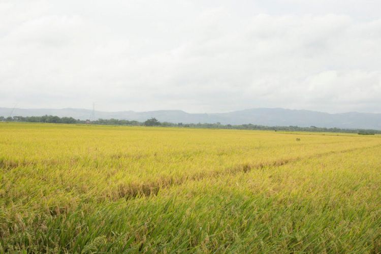 Nampak areal persawahan padi di suatu daerah di Indonesia