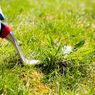 Cara Membasmi Rumput Liar dengan Garam dan Sabun Cuci Piring