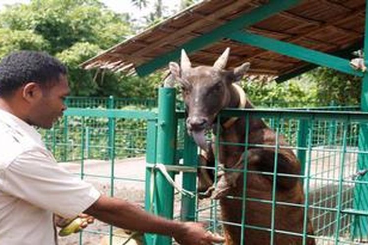 Seorang pegawai Balai Penelitian Kehutanan Manado di Sulawesi Utara, Selasa (12/2/2013), memberi pakan berupa pisang kepada fauna endemis setempat, anoa. BPK Manado bekerjasama dengan Biotrop dan Institut Pertanian Bogor menyiapkan inseminasi buatan sebagai upaya memperbanyak fauna yang terancam punah inii. Metode serupa berhasil diterapkan di Taman Safari Cisarua, Bogor, Jabar.