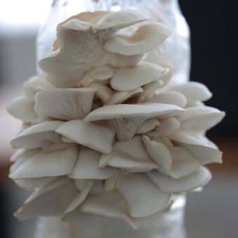 Ilustrasi jamur tiram, budidaya jamur tiram. 