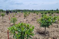 Masa Kritis Mangrove 4 Tahun, Perlu Dirawat Setelah Ditanam