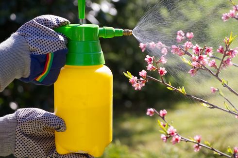 4 Bahan yang Dapat Dijadikan Sebagai Pestisida Organik