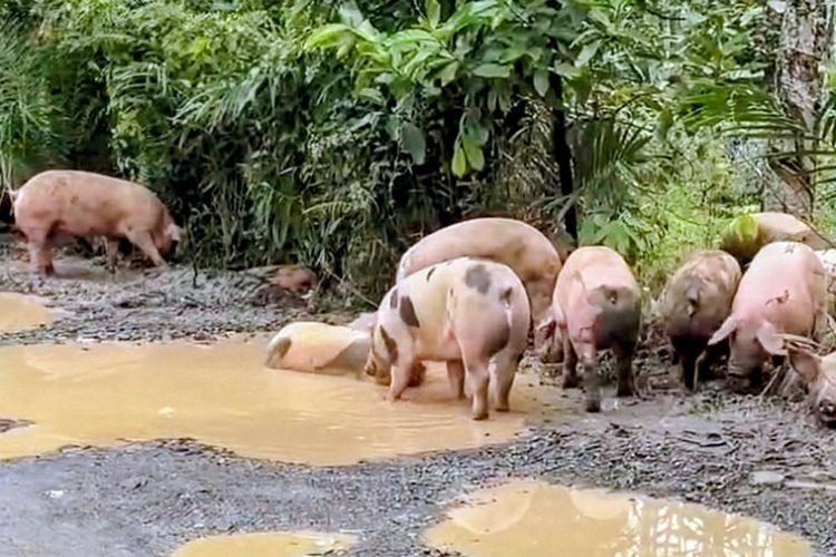 Viral Babi Berkubang Jalan Rusak Way Kanan, Ternyata Berasal dari Truk yang Terguling