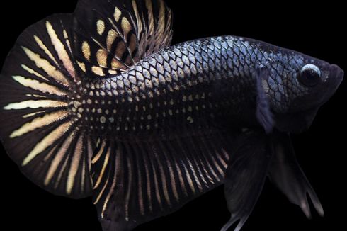 Kenalan dengan Ikan Cupang Berwarna Hitam, Tak Kalah Cantik