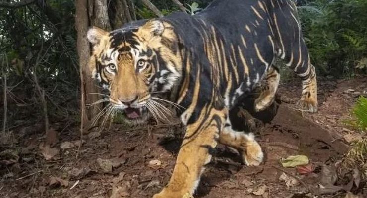 Kisah Harimau di India yang Mengubah Lorengnya