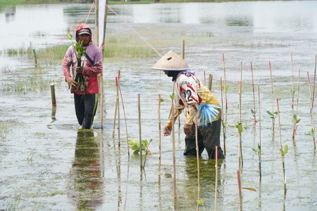 ADHI Rehabilitasi 125 Hektar Lahan Mangrove di Karawang