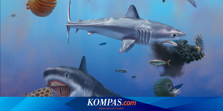 メキシコで発見されたホオジロザメの祖先の化石、その正体は？