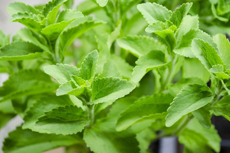 Ilustrasi tanaman stevia, daun stevia.