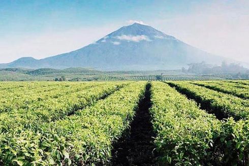 Gunung Kerinci Erupsi, Penerbangan Garuda Indonesia Tak Terdampak