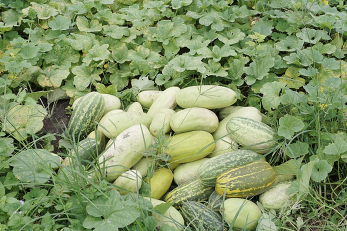 Ilustrasi timun suri. 