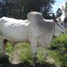 Berapa Harga Sapi 1 Ton yang Dibeli Jokowi untuk Kurban?