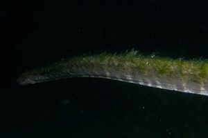 Ular Purba Terekam Menyelinap di Laut Pulau Komodo