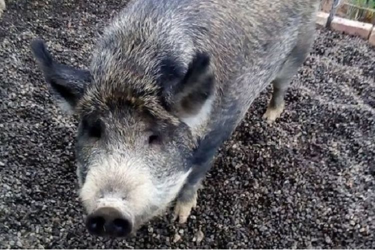 Grunt si babi berbobot 300 kilogram dilarang jalan-jalan di tengah kota Wangaratta, Australia.