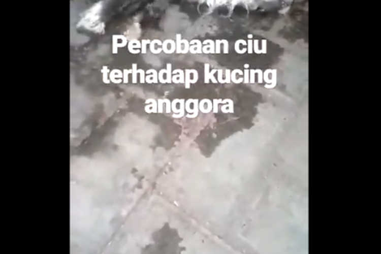 Tangkapan layar video viral seekor kucing dicekoki ciu hingga mati.