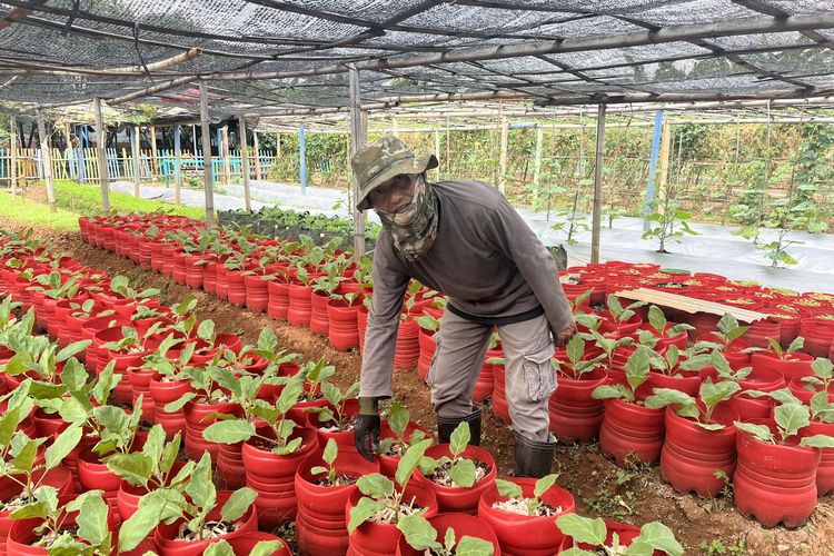 Dari Kebun di Tengah Permukiman Kembangan Jakbar, Sayur dan Ikan Murah Menghidupi Warga