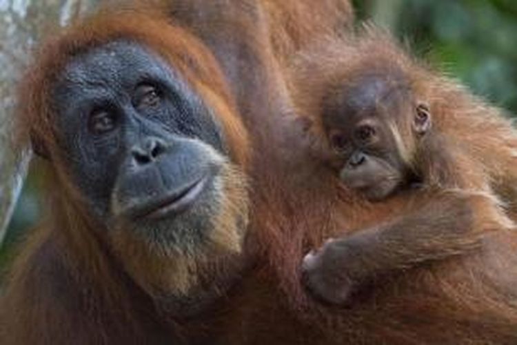 Bayi orangutan sumatera memeluk induknya di Bukit Lawang, bagian dari Taman Nasional Leuser, hutan hujan yang menempati provinsi Sumatera Utara dan Aceh, 10 April 2013.