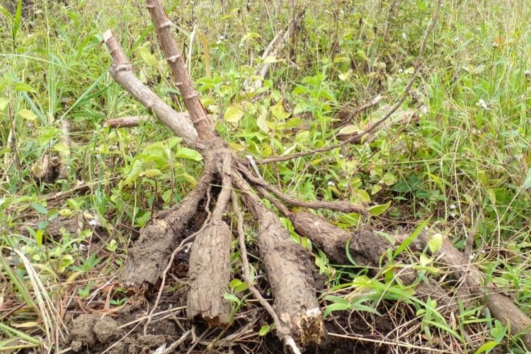 Foto: Ubi Nuabosi di Kecamatan Ende, Kabupaten Ende, NTT yang diserang penyakit jamur.