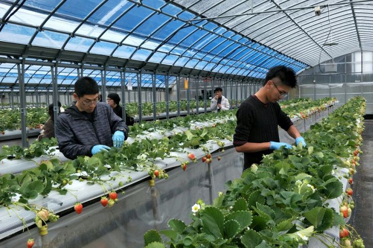 Pegawai kebun stroberi Himeji Heartful Tourist Farm di Kota Himeji, Prefektur Hyogo, Jepang, sedang merawat tanaman stroberi, Senin (5/3/2018).