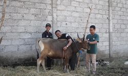 Dompet Dhuafa Kirimkan Tim QC ke NTT untuk Cek Kesehatan Hewan Kurban