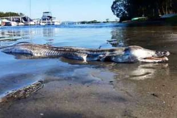 Inilah sosok hewan laut misterius yang terdampar di pesisir timur Australia.