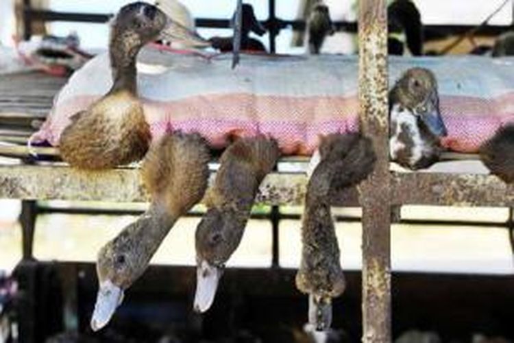 Bebek hidup siap dikirim dari pengepul di Pamekasan ke Bangkalan, Madura, Jumat (23/8/2013). Maraknya rumah makan yang menyediakan menu bebek goreng terutama di Bangkalan membuat permintaan bebek meningkat.