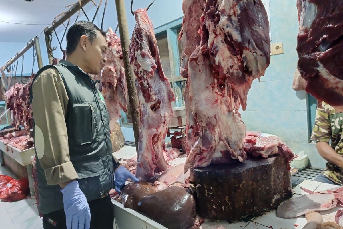 Petugas saat mengecek daging sapi di Banyuwangi 