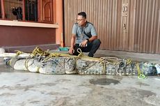 Sering Diteror Saat Mencuci di Sungai, Warga Tangkap Buaya Muara Sepanjang 1,5 Meter